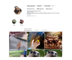 Venta de Cuenta de Instagram de Videos de Mascotas / Animales con 2200 seguidores