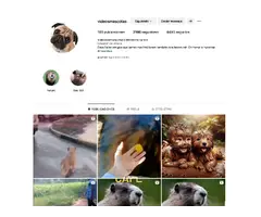 Venta de Cuenta de Instagram de Videos de Mascotas / Animales con 2200 seguidores