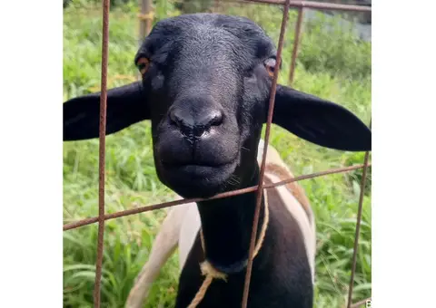 Vendo oveja ???? grande y gorda Turmero