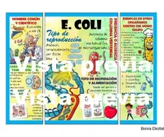 Lapbook digital Bacteria E. Coli